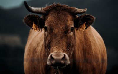 Die Kuh auf dem Autodach