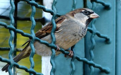 Unbewältigter Stress in der Examensvorbereitung – das unsichtbare Gitter zwischen dir und einer besseren Prüfungsleistung