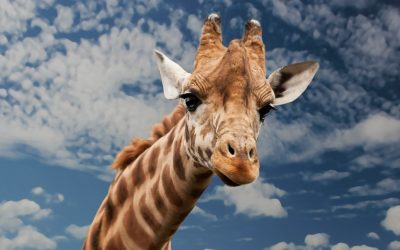 AG München zur Verkehrssicherungspflicht im Zoo